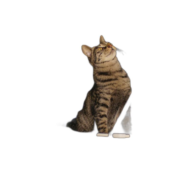 뚜또가또 고양이 윈도우 튼튼 해먹/1단/2단/25kg/뚱냥이