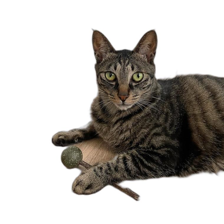 뚜또가또 고양이 캣닢 캣잎 사탕 스틱 2개입