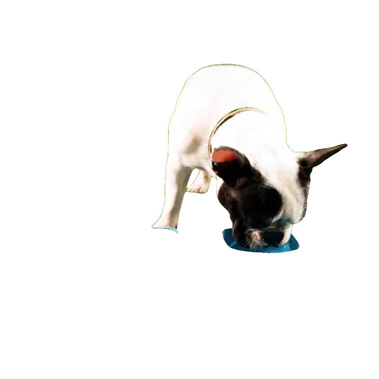휴대용 강아지 밥그릇 고양이 애견 식기 실리콘 접이식 물그릇 반려동물