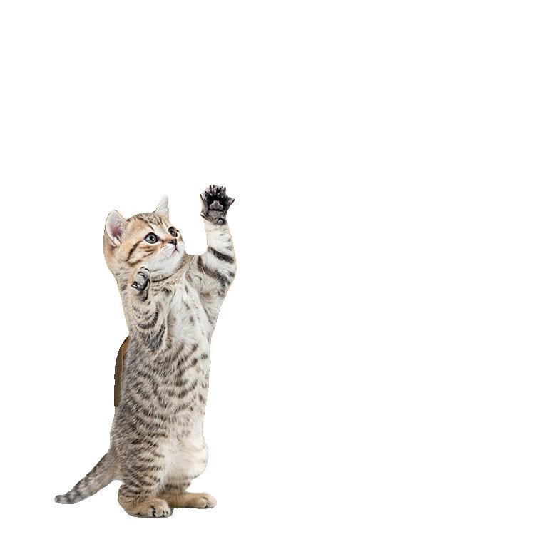 애완 동물 교수형 탁구 훈련 장난감 애완 동물 셀프 하이 교수형 텔레스코픽 조절 고양이