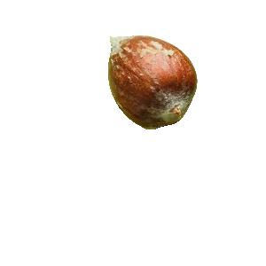 [특등급] 가락청과네 아보카도 2kg 아보카도 과일 아보카도요리 아보카도오일 아보카도효능 아보카도먹는