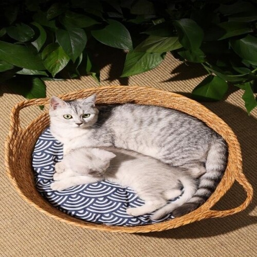 등나무 애견 고양이매트 침대 안전한 4계절 반려동물 해먹 친화적 환경 오래쓰는하우스