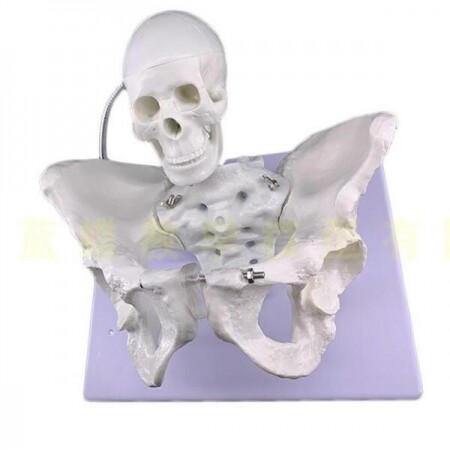 골반 뼈 모델 산부인과 출산 근육 간호학 실습 모형