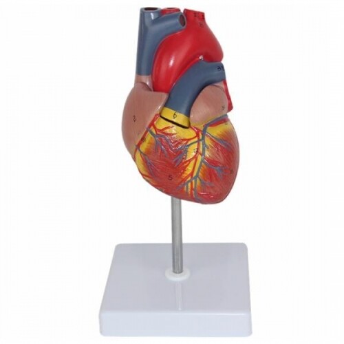 실제 사이즈 인간 심장 해부학 컬러 모형 의학 교육