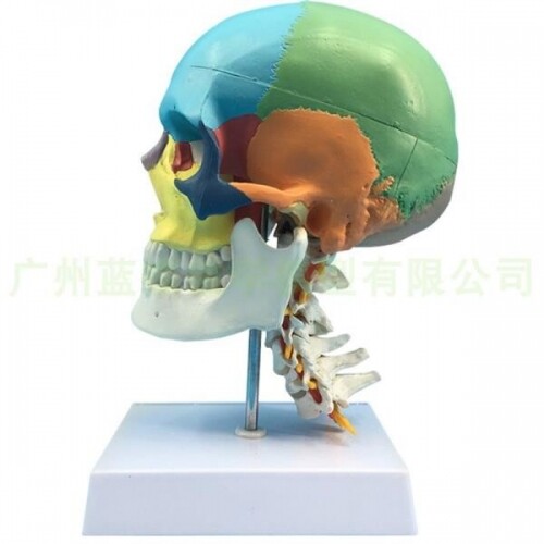흰색 컬러 색 분리 해골 두개골 모형 머리 뼈 뇌 모델