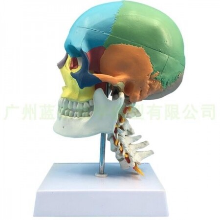 흰색 컬러 색 분리 해골 두개골 모형 머리 뼈 뇌 모델