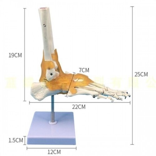 1:1 사이즈 발 관절 발목 모형 뼈 해부학 모델 정형외과