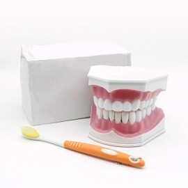치아 칫솔질 교육 충치 이빨 대형 중형 실제 사이즈