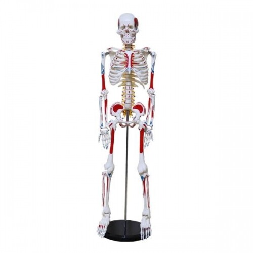 인체 해골 모형 모형 근육 인대 척추 척수 교육 85cm 180cm