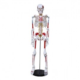 인체 해골 모형 모형 근육 인대 척추 척수 교육 85cm 180cm