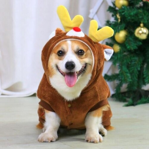 중소형견 강아지 겨울 루돌프 코스튬 개옷 의류 캐릭터 크리스마스