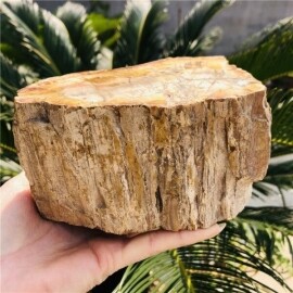 화석이 된 나무 석화 화석 크리스탈 광택 슬라이스