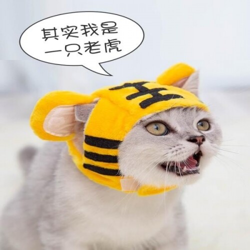 강아지 고양이 목욕 귀마개 목욕 헤어밴드 귀마개 수영모자 스파용품 샤워캡 애완동물 모자 사진 소품
