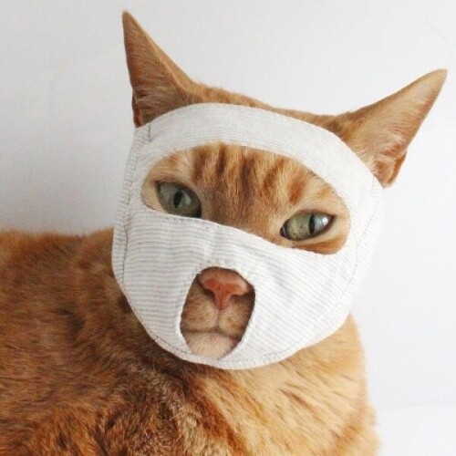 고양이 입커버 물림방지 헬멧 무는 고양이 반려동물 물림 방지 미용 우주 헬멧 세트 커버 목욕용품