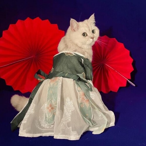 강아지웨딩드레스 고양이 한복 명절 의상 강아지신사복 반려동물 웨딩촬영 커플룩모음 결혼식화동 증명사진