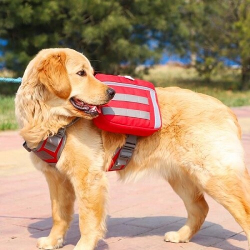 중대형견 강아지산책용 강아지간식가방 간편한 활동적인 미니백 백팩 분리형 셀프 베낭 강아지 산책용 가방