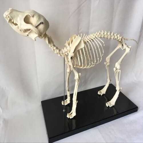 강아지 인체모형 해부도 개 골격 애완 동물의학 뼈